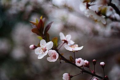 《猎天使魔女3》已进入最终开发阶段 白金将全力以赴